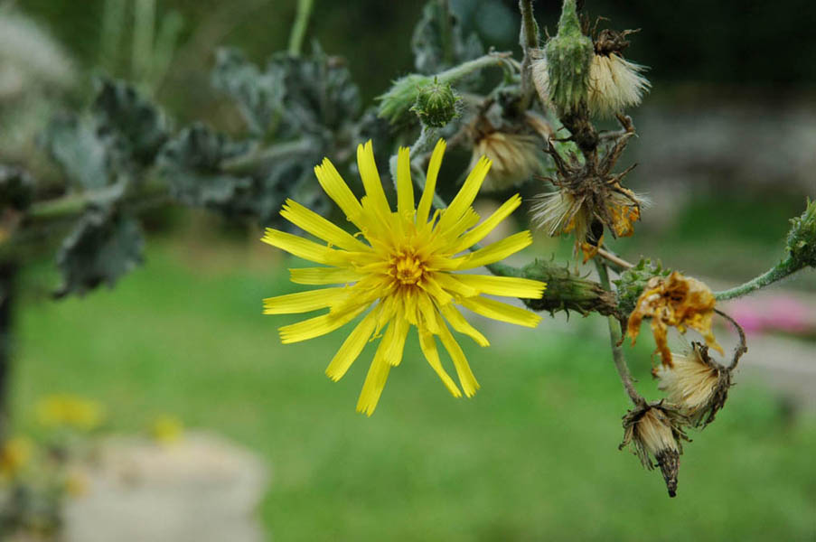 Hieracium eriophorum photo
